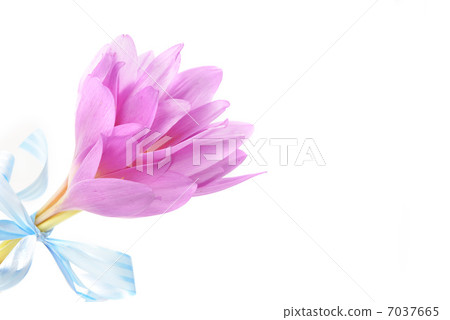 bouquet of crocus 7037665