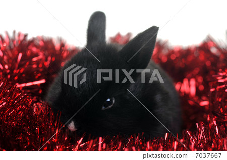 small beautiful rabbit 7037667