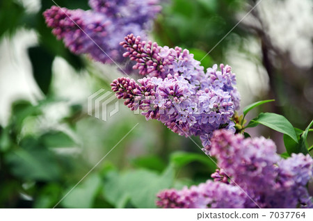 twigs purple lilacs 7037764
