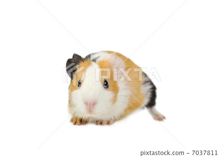 guinea pig 7037811