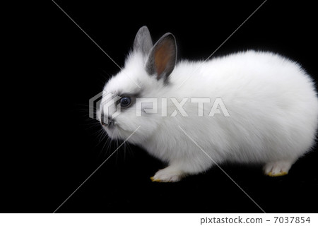 small rabbits 7037854