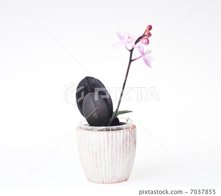 beautiful orchid 7037855