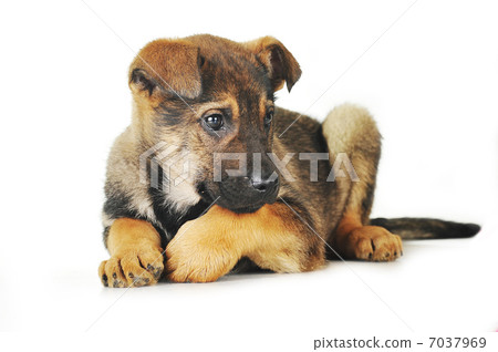 brown dog brown dog 7037969