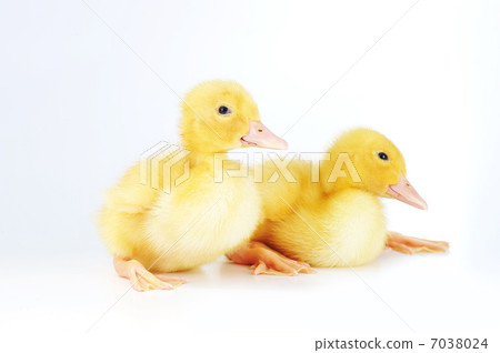 yellow fluffy ducklings yellow fluffy ducklings 7038024