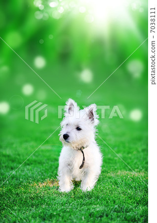 white dog white dog 7038111