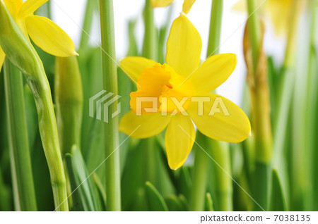 Yellow daffodils Yellow daffodils 7038135