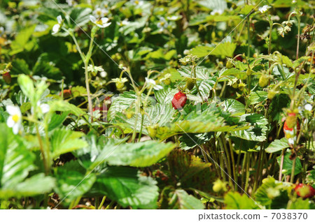 strawberry bush 7038370