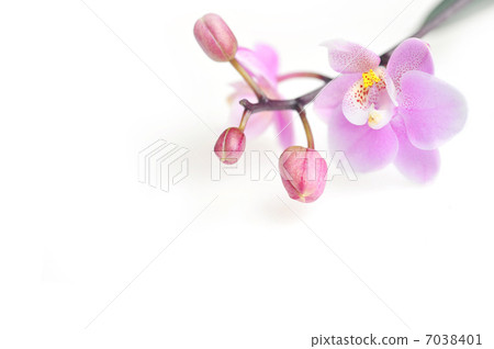 Flowers of beautiful orchid isolated 7038401