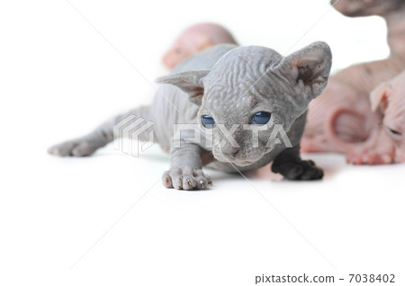 cute bald baby cat close up 7038402
