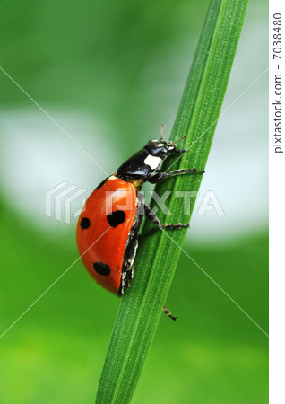 Ladybug on grass Ladybug on grass 7038480