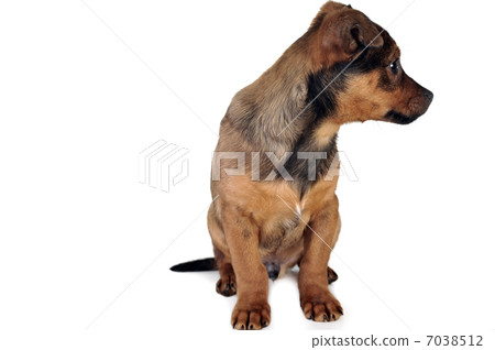 brown dog brown dog 7038512