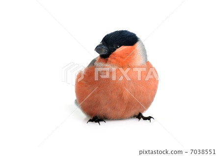 eurasian bullfinch 7038551