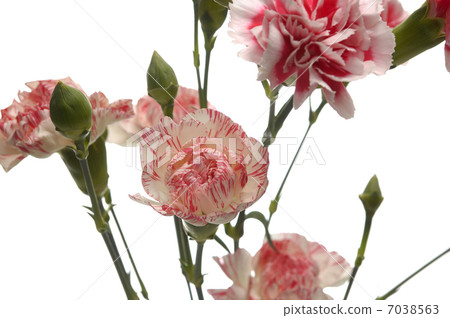 tribute of carnations tribute of carnations 7038563