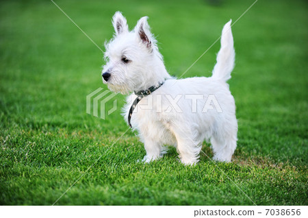 white dog 7038656