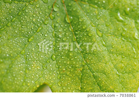 fresh colorful leaves 7038861