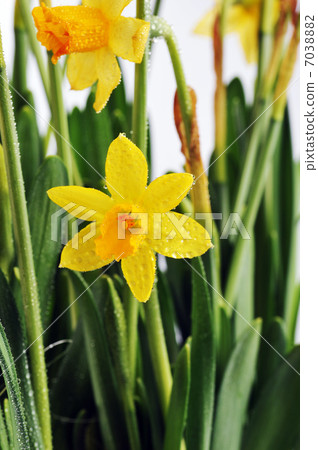 Yellow daffodils Yellow daffodils 7038882