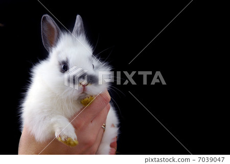hadns holding small rabbit hadns holding small rabbit 7039047