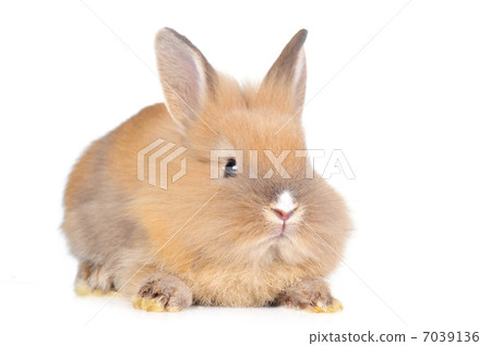brown fluffy rabbit 7039136