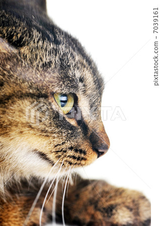 gray striped cat gray striped cat 7039161