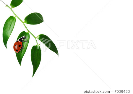 Ladybug Ladybug 7039433