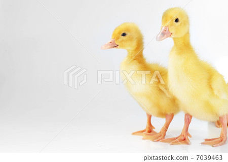 yellow fluffy ducklings yellow fluffy ducklings 7039463