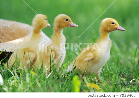 three fluffy chicks three fluffy chicks 7039465
