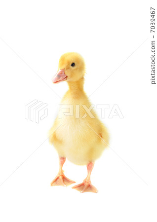 yellow fluffy duckling yellow fluffy duckling 7039467