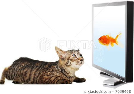 Cat looking at fish Cat looking at fish 7039468