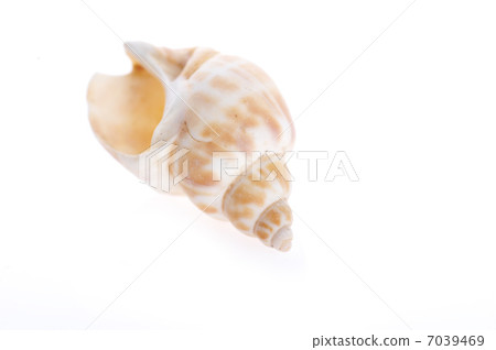 sea shell close up sea shell close up 7039469