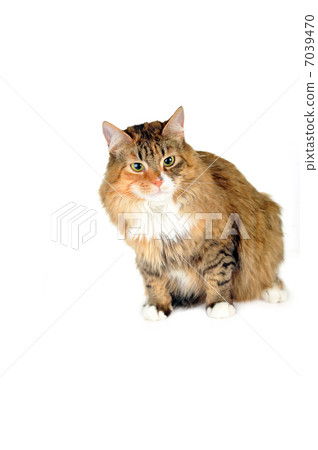 domestic cat domestic cat 7039470