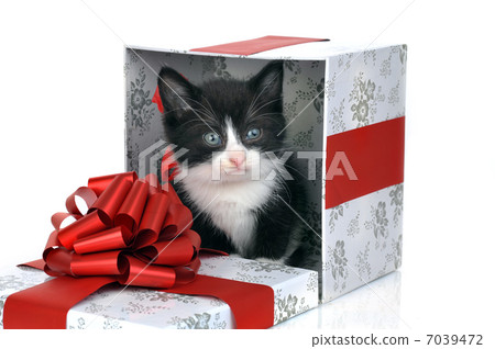 small cute kitten inside gift box small cute kitten inside gift box 7039472