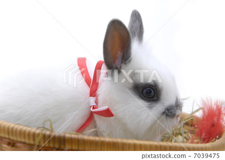 small rabbit in basket small rabbit in basket 7039475