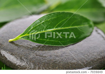 stones and green leaves stones and green leaves 7039849