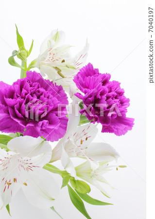 紫色康乃馨和六出花的排列（垂直部分） 7040197