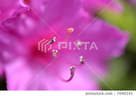 Azalea Azalea 7040241