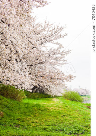 Sakura and green Sakura and green 7040423