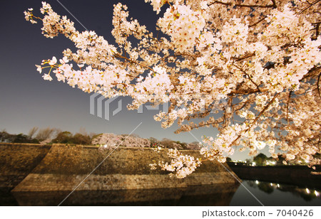 Osaka Castle night cherry tree Osaka Castle night cherry tree 7040426