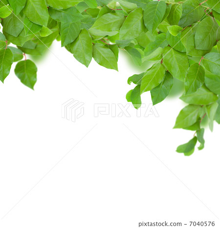 green leaves on white green leaves on white 7040576