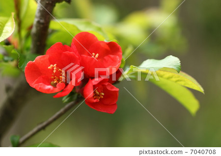 模糊的鮮花 7040708