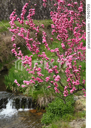 Peach blossom along the River Grass 7040709