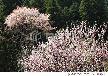 Plum blossoms and mountain cherry trees 7040821