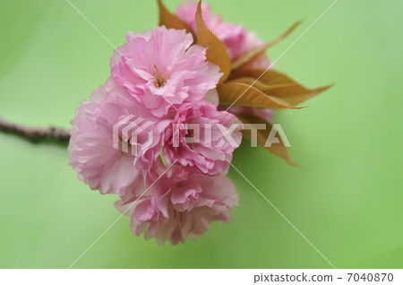 Double cherry blossoms 7040870