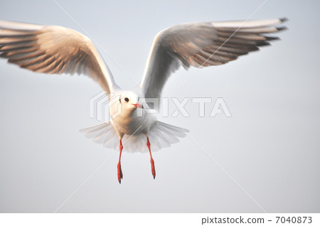 seagull 7040873