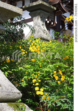 Yamabuki of a shrine Yamabuki of a shrine 7040961