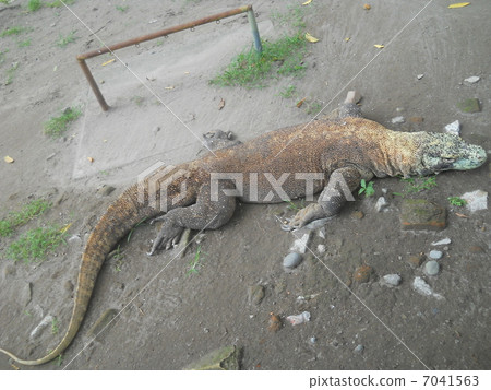 Komodo Dragon Komodo Dragon 7041563