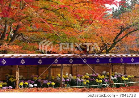 Bright autumn leaves and chrysanthemum festival Bright autumn leaves and chrysanthemum festival 7041728