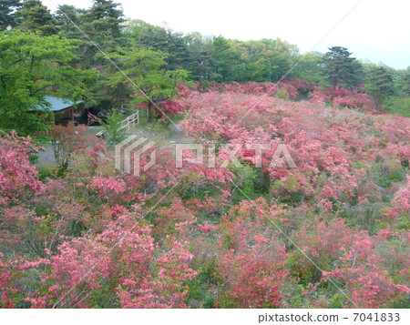 The azalea of Ikaho 7041833