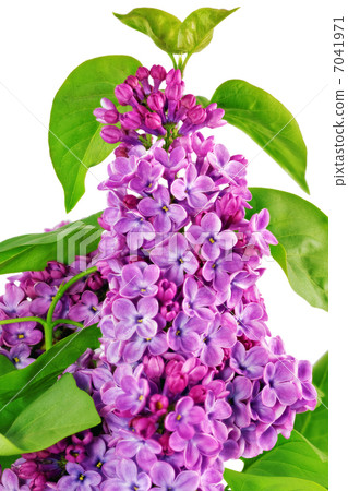 Beautiful   Lilac . Isolated over white . 7041971
