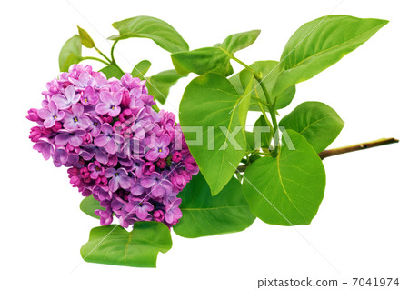 Beautiful Lilac on table. Isolated over white . Beautiful Lilac on table. Isolated over white . 7041974
