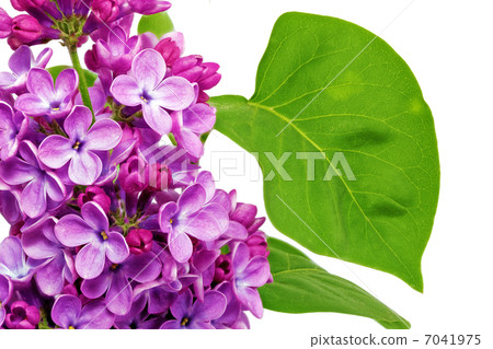 Beautiful Lilac . Isolated over white . Beautiful Lilac . Isolated over white . 7041975